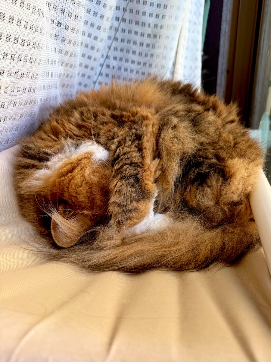 麦とろろ tweet media