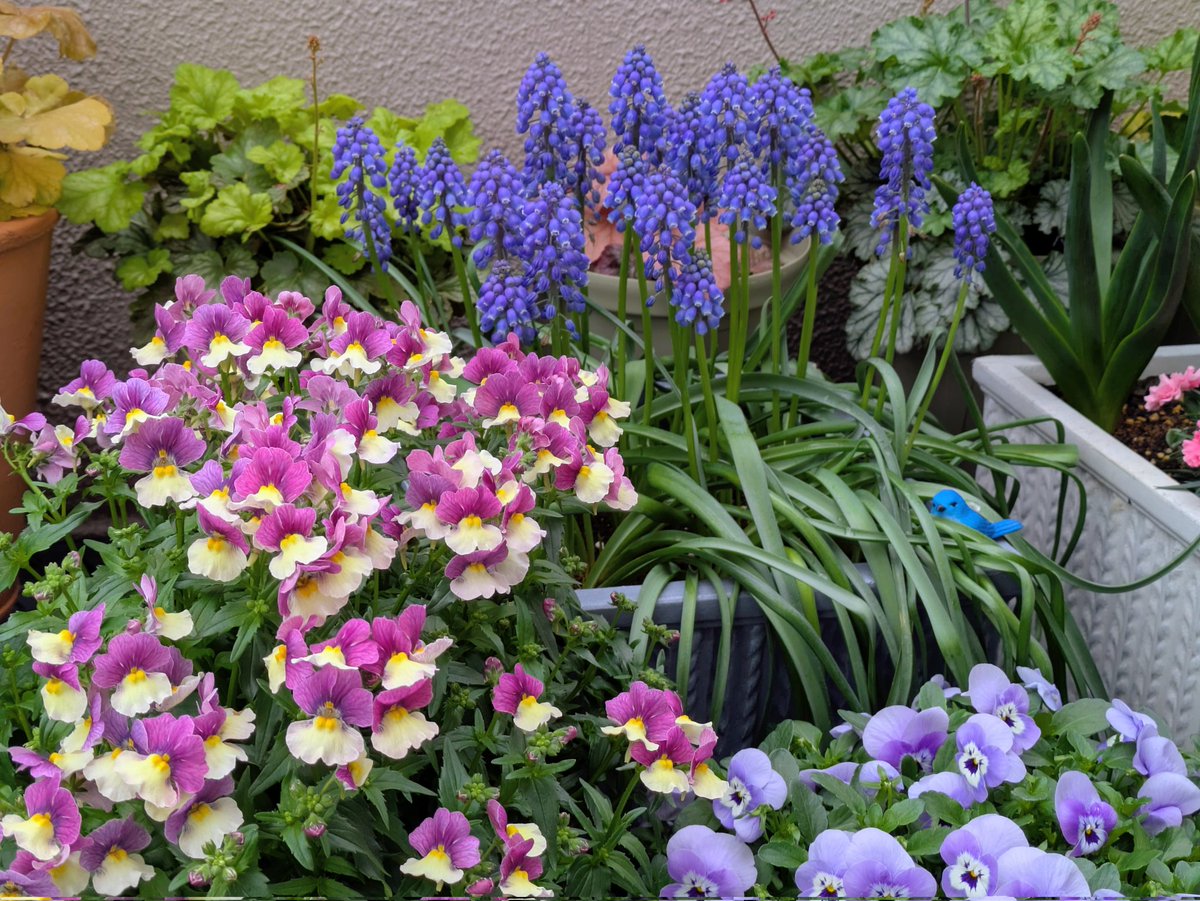 ももしょうえん🌸 tweet media