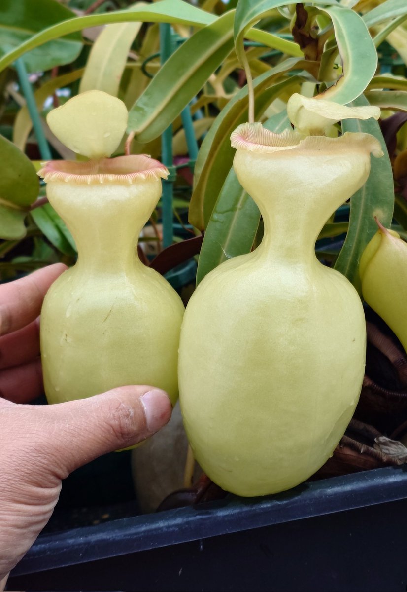 農場長(自称) tweet media