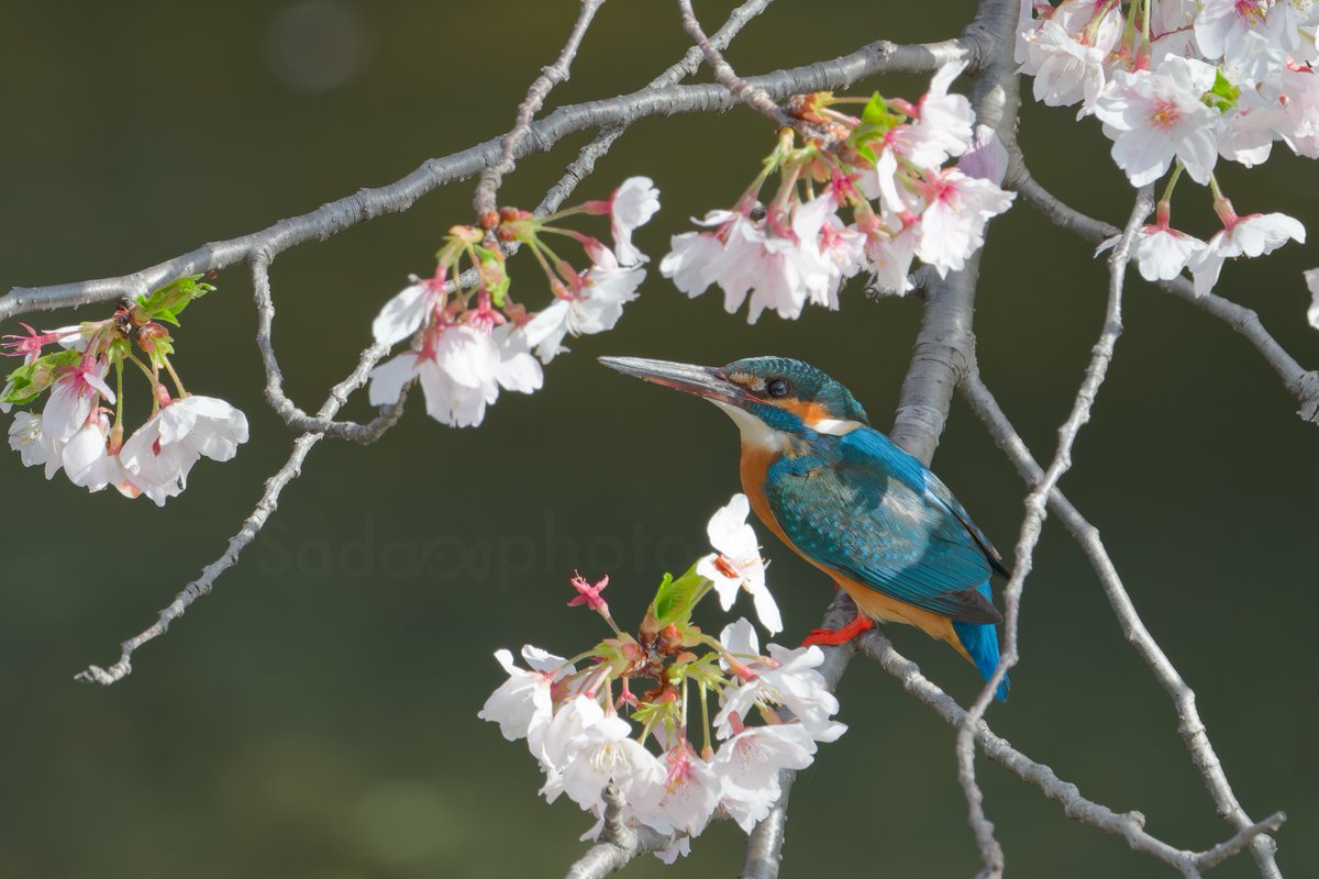 さだ坊(仮) tweet media