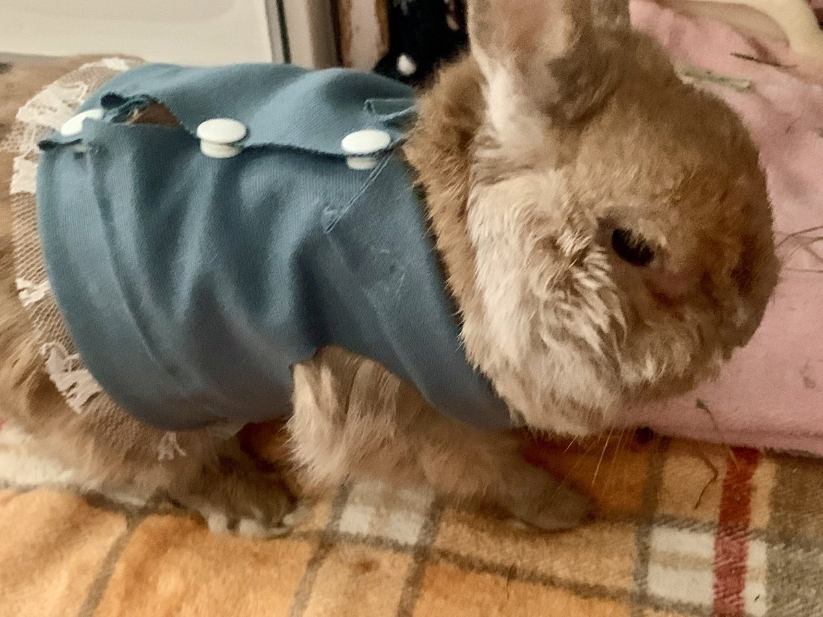 リコッタッタ🍒🧙🦁🐰💚❤️ tweet media