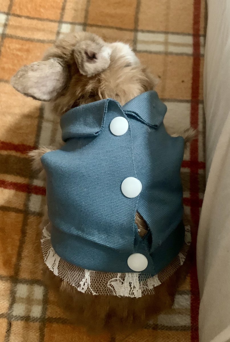 リコッタッタ🍒🧙🦁🐰💚❤️ tweet media