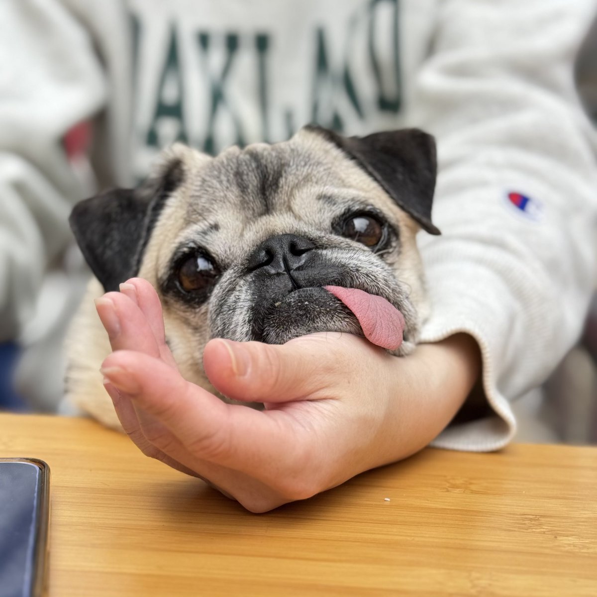 パグの"だいきち"と"ぽてきち" / The Pug & Peace tweet media