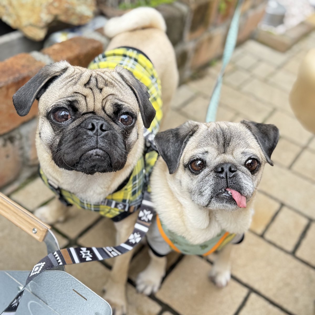 パグの"だいきち"と"ぽてきち" / The Pug & Peace tweet media