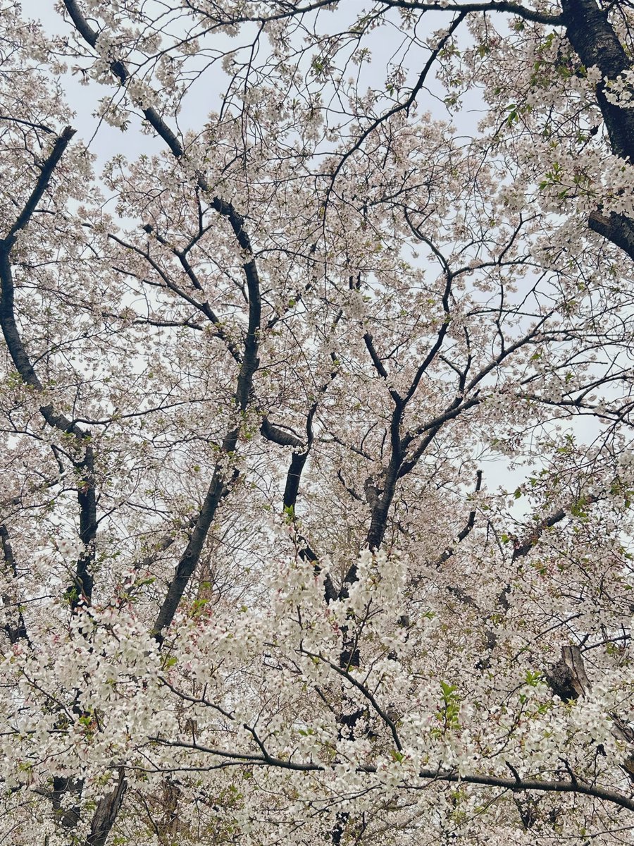 Fumikane tweet media