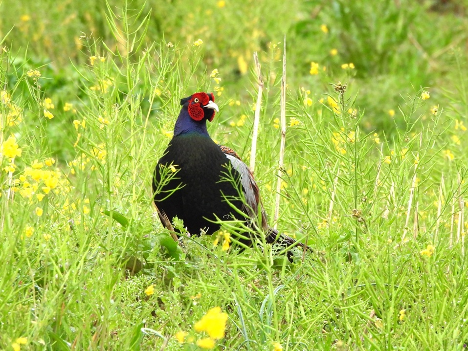 珍しく朝の散歩605
#キジ