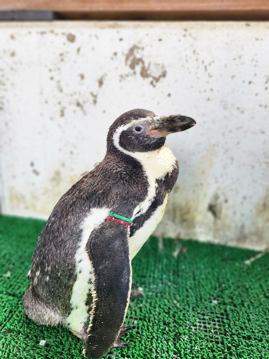 越前松島水族館 tweet media