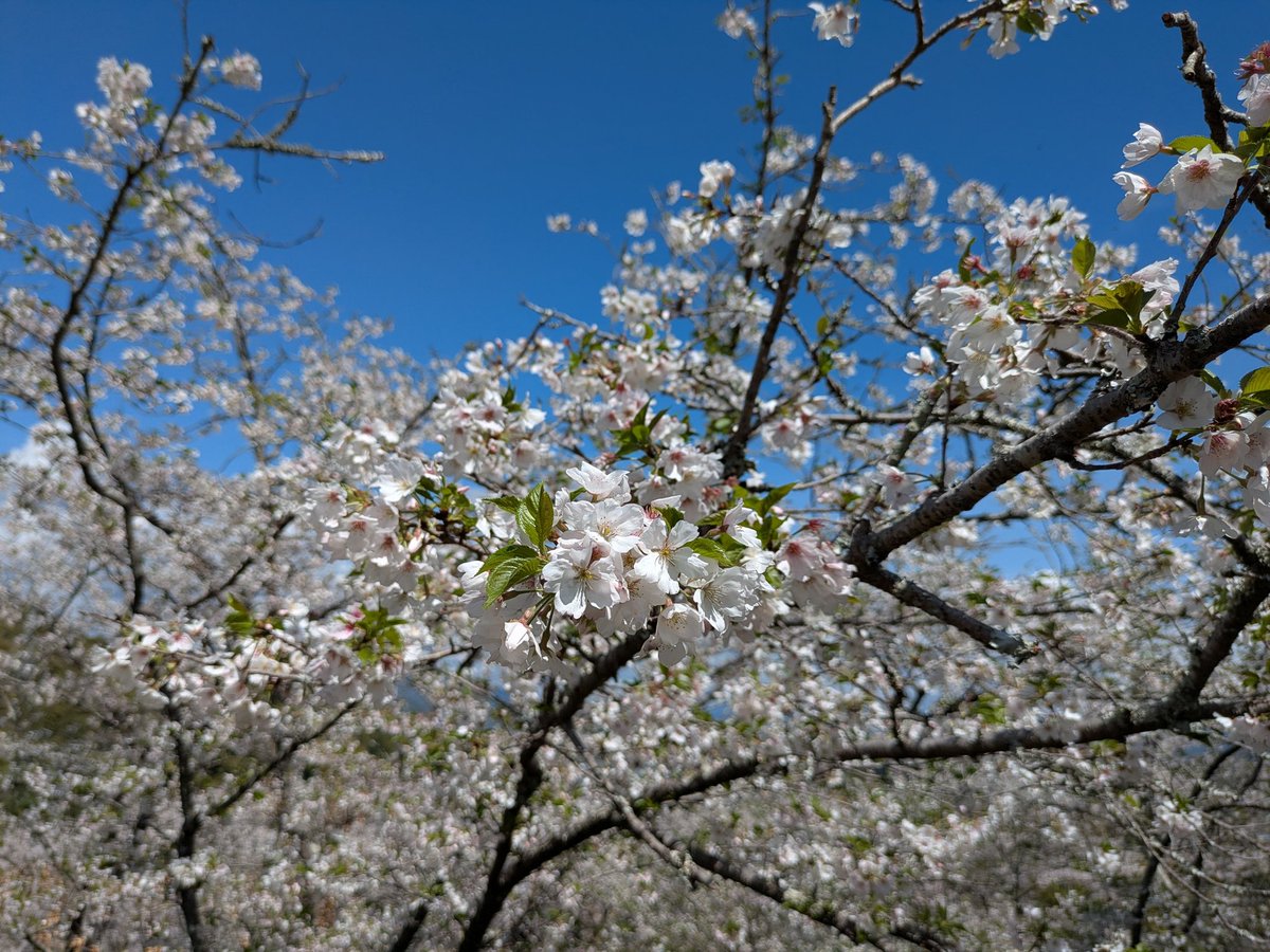 ねむり猫 tweet media