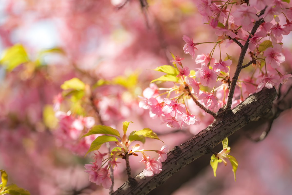 R.Suguri tweet media