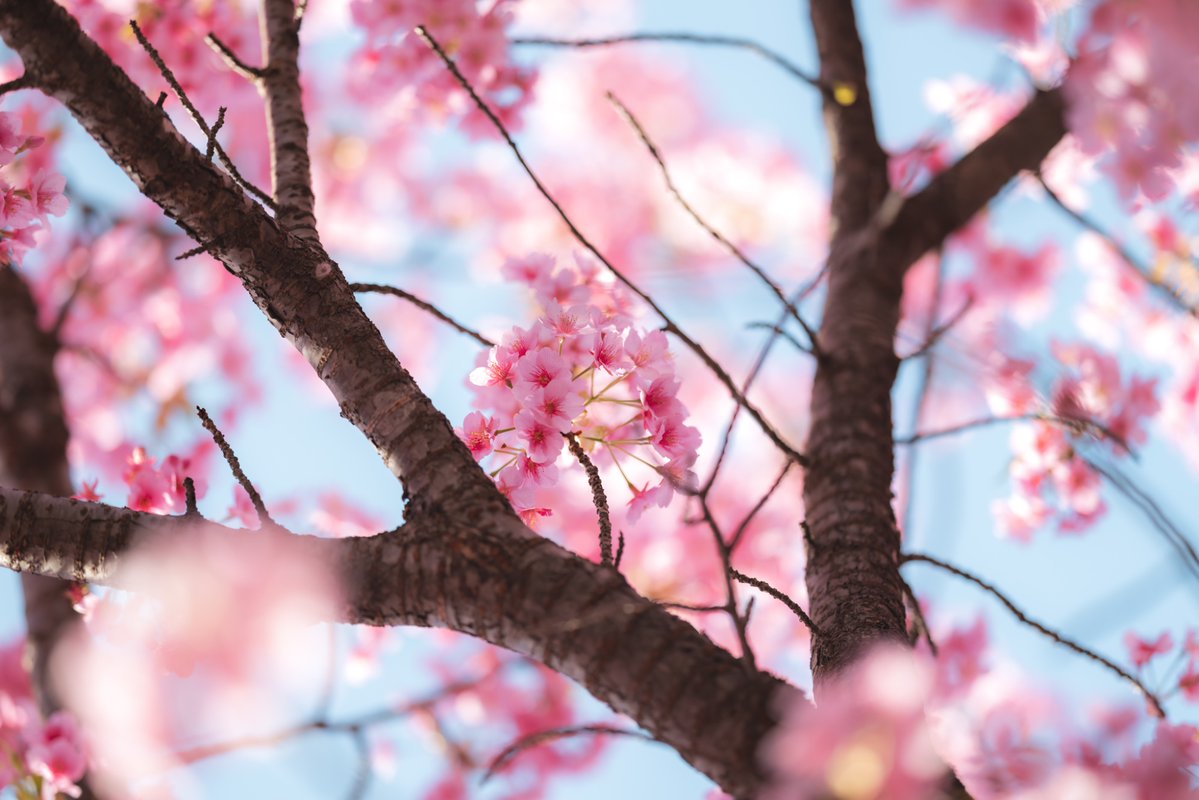 R.Suguri tweet media