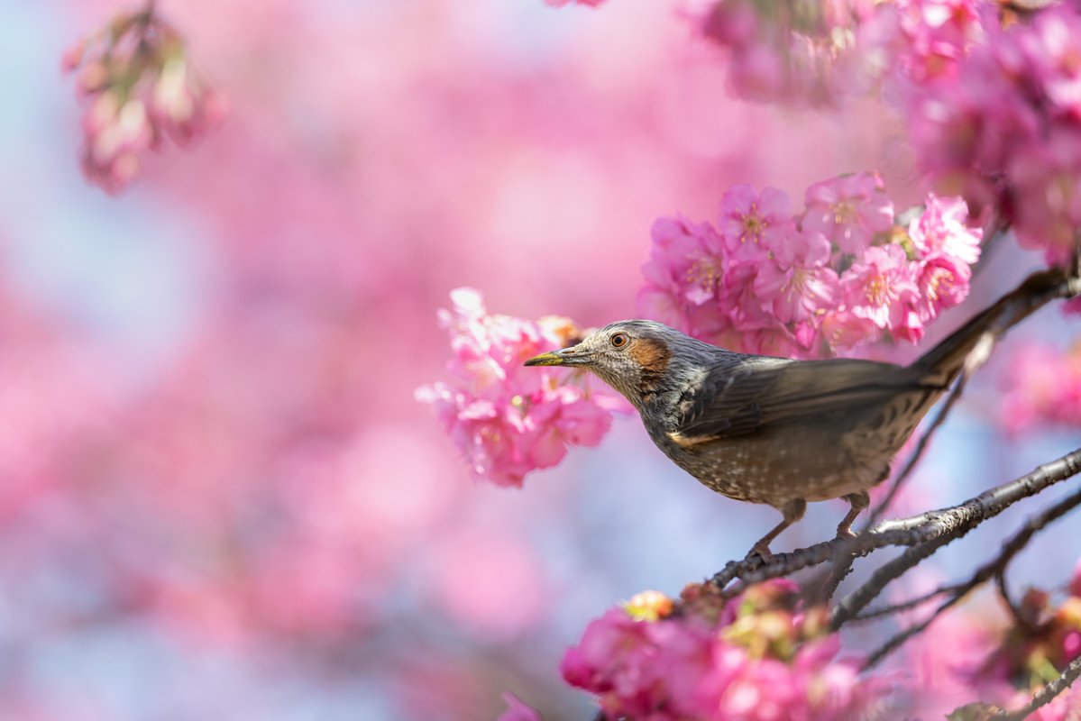 R.Suguri tweet media