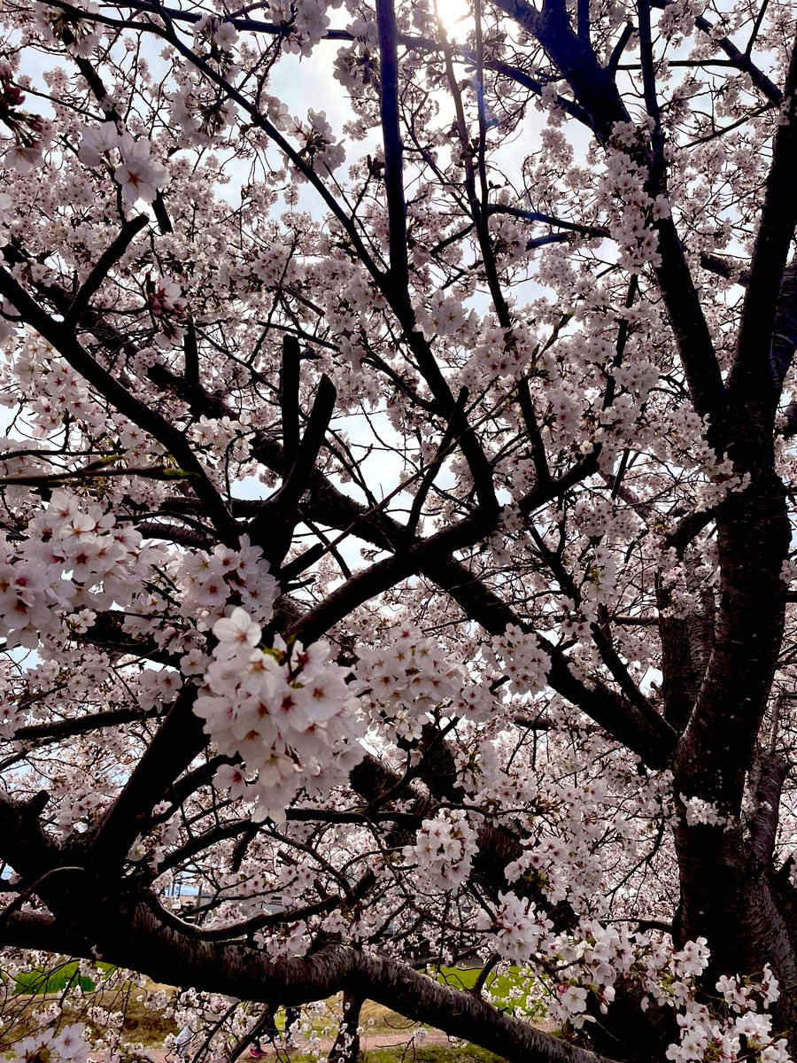 mizu_nightmare's tweet photo. 香る花の満ちる季節
貴方のおもかげが
春の風が追いこしていく
あの遠い人の幻よ…

#華談 https://t.co/BovRGj5XXs