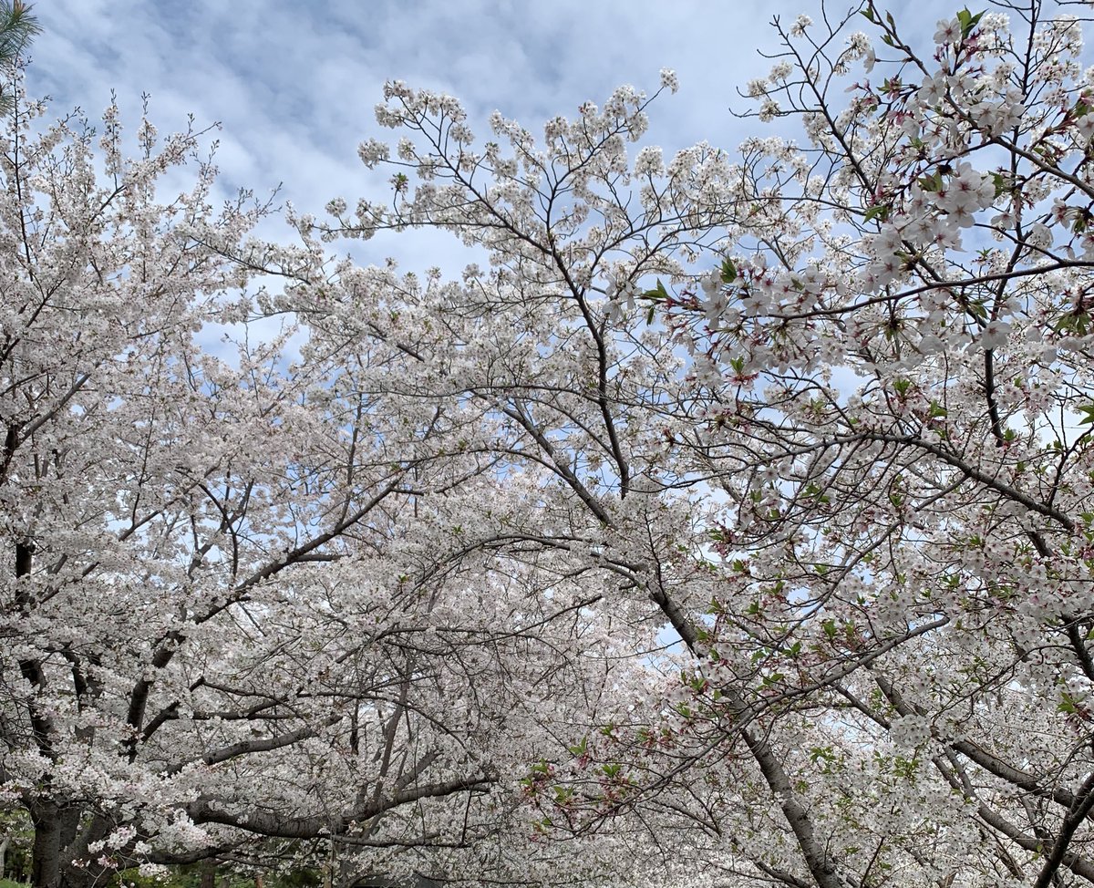 pontama_cat's tweet photo. 花見2026実績解除 https://t.co/BuygJ2DLSw