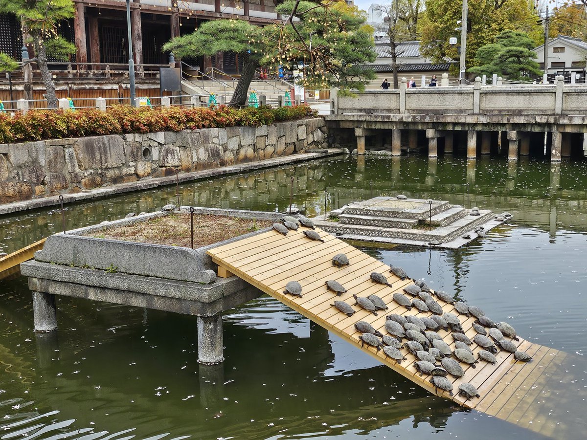 bebebird375's tweet photo. 久しぶりに
四天王寺へ
お花見と「わつか市」 https://t.co/GWEEYYYcf1