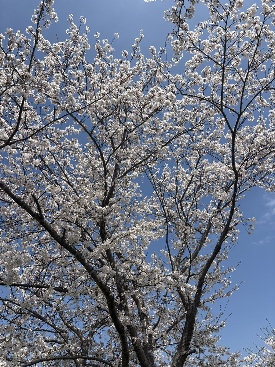 夕-gray tweet media