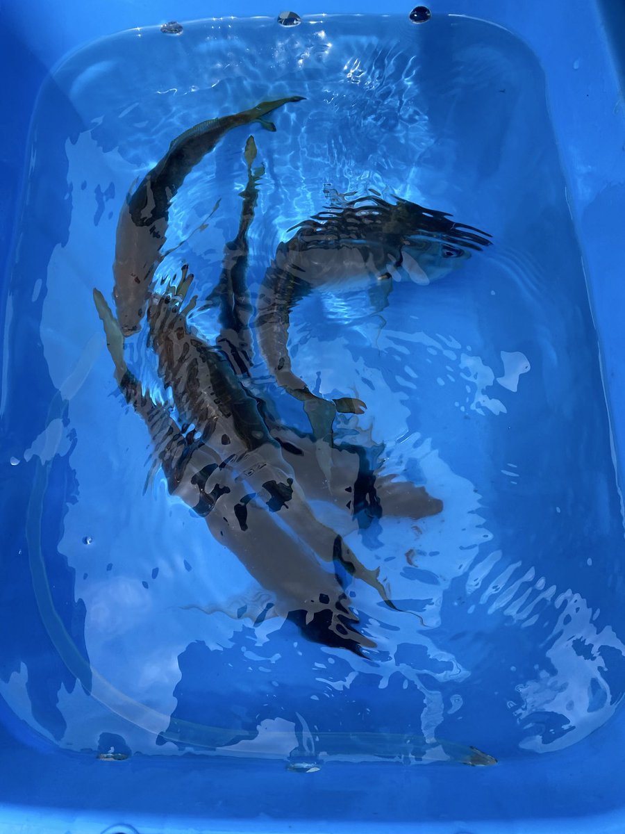 よしださん（変態ビシアジおじさん） tweet media