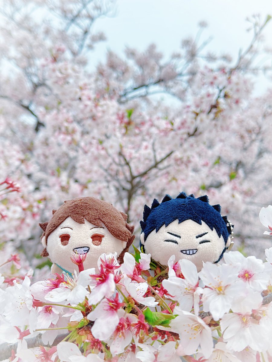 cang8909's tweet photo. 桜祭り https://t.co/xaq2MBOtb8