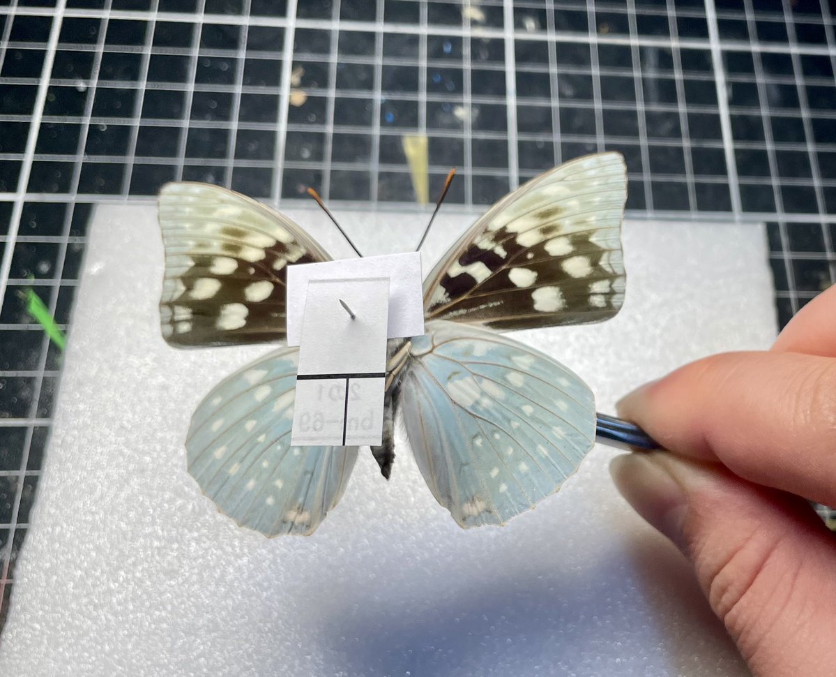 偽・冥王円 tweet media