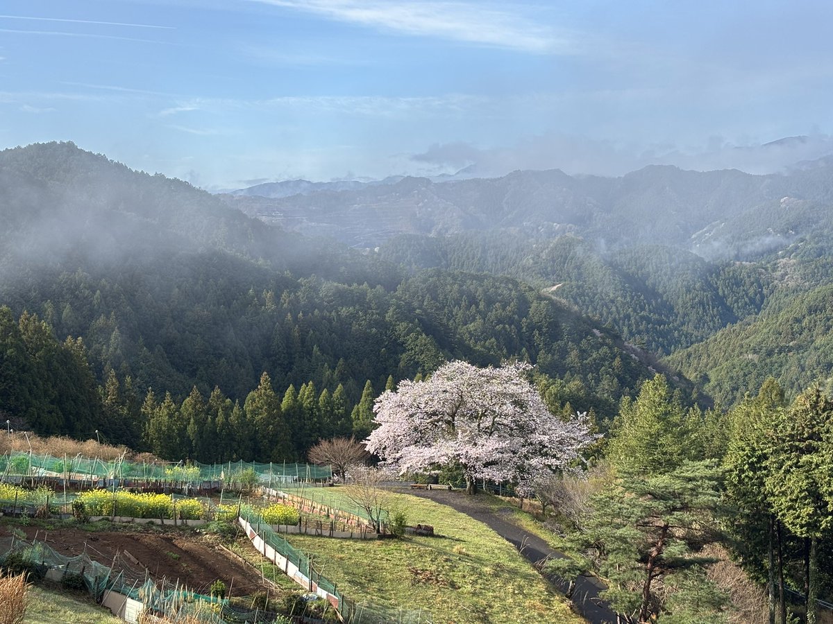 hdohgn's tweet photo. 花見トレランのちガチ登山
階段が無くなってて足元滑って大変… https://t.co/LjxwKycKae