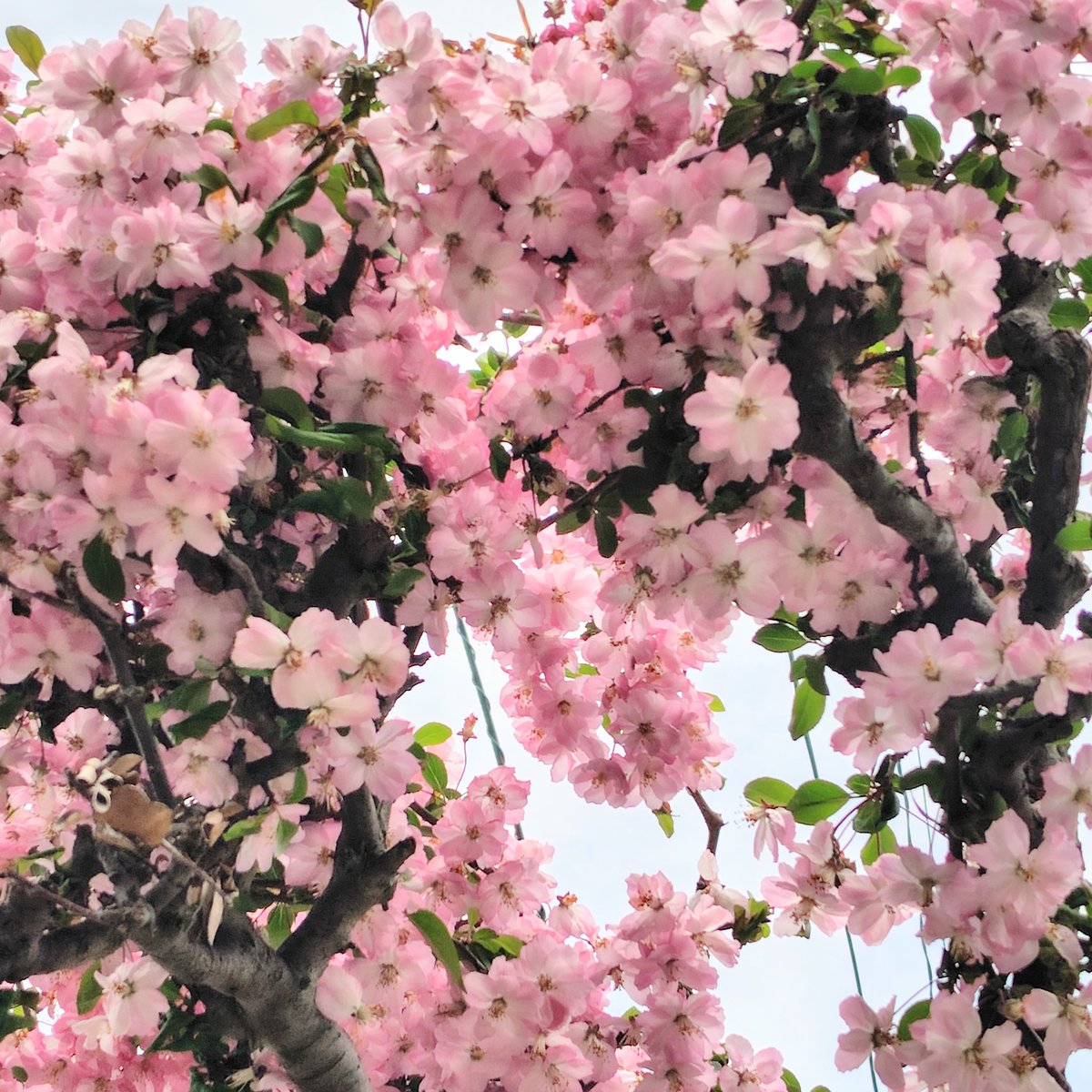 Aco🌈🪽⛸️🌸🍊 tweet media