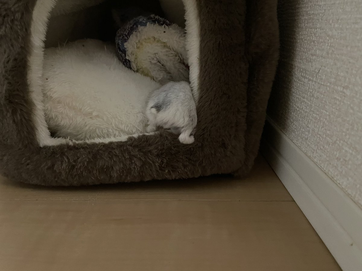 えも@16匹のはむちゃんず🐹 tweet media