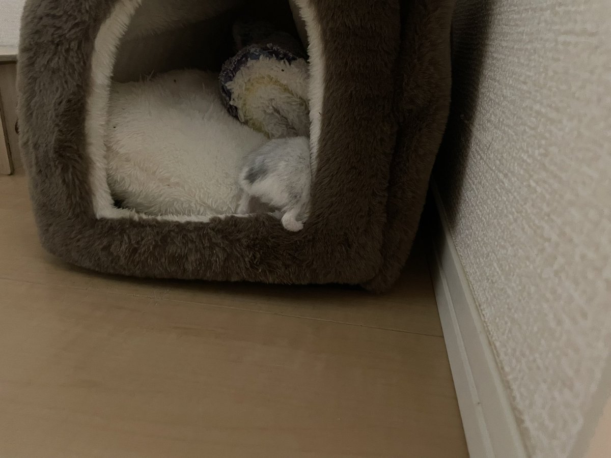 えも@16匹のはむちゃんず🐹 tweet media