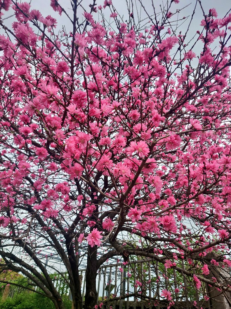 慶雲(まわりみち'39／Ｓ―演ｓ？) tweet media