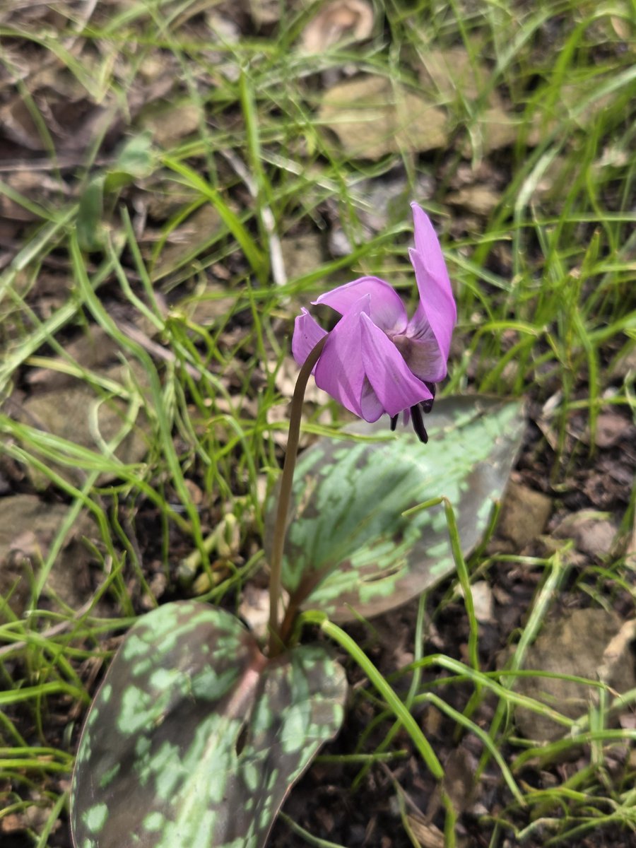 カタクリの花を見ると春が来たなぁと実感できる。サクラ🌸も良いけどカタクリが好きです。キクザキイチゲが咲いていれば最高の気分🥰😍