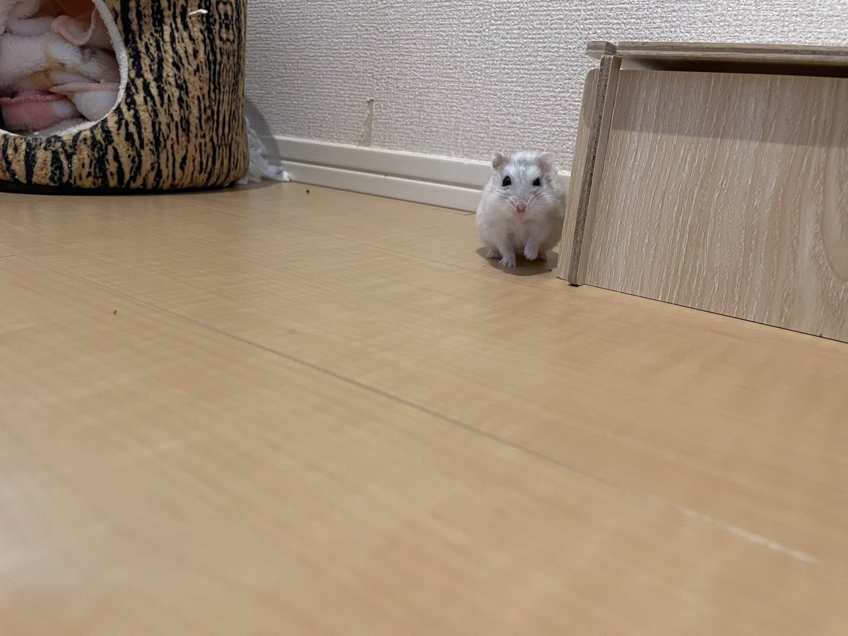 えも@16匹のはむちゃんず🐹 tweet media