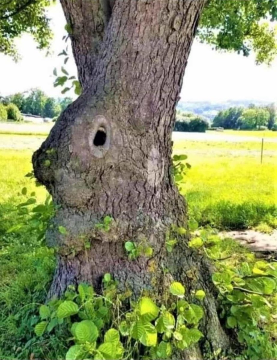 hen ning tweet media