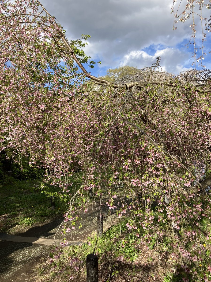 Trierraice（トリ） tweet media