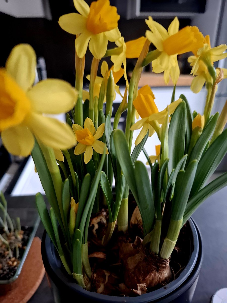 ChasDeller41193's tweet image. Happy Easter everyone from me and #chefkinaction