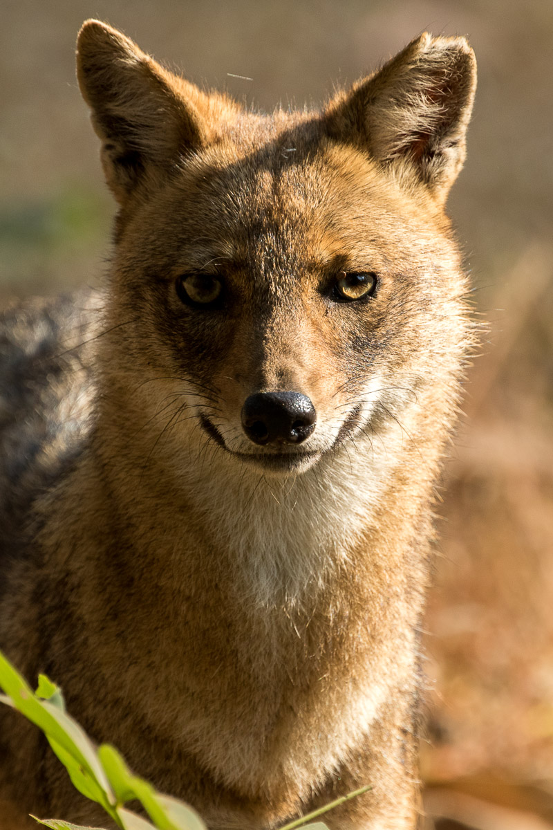 Captivating Canines tweet media