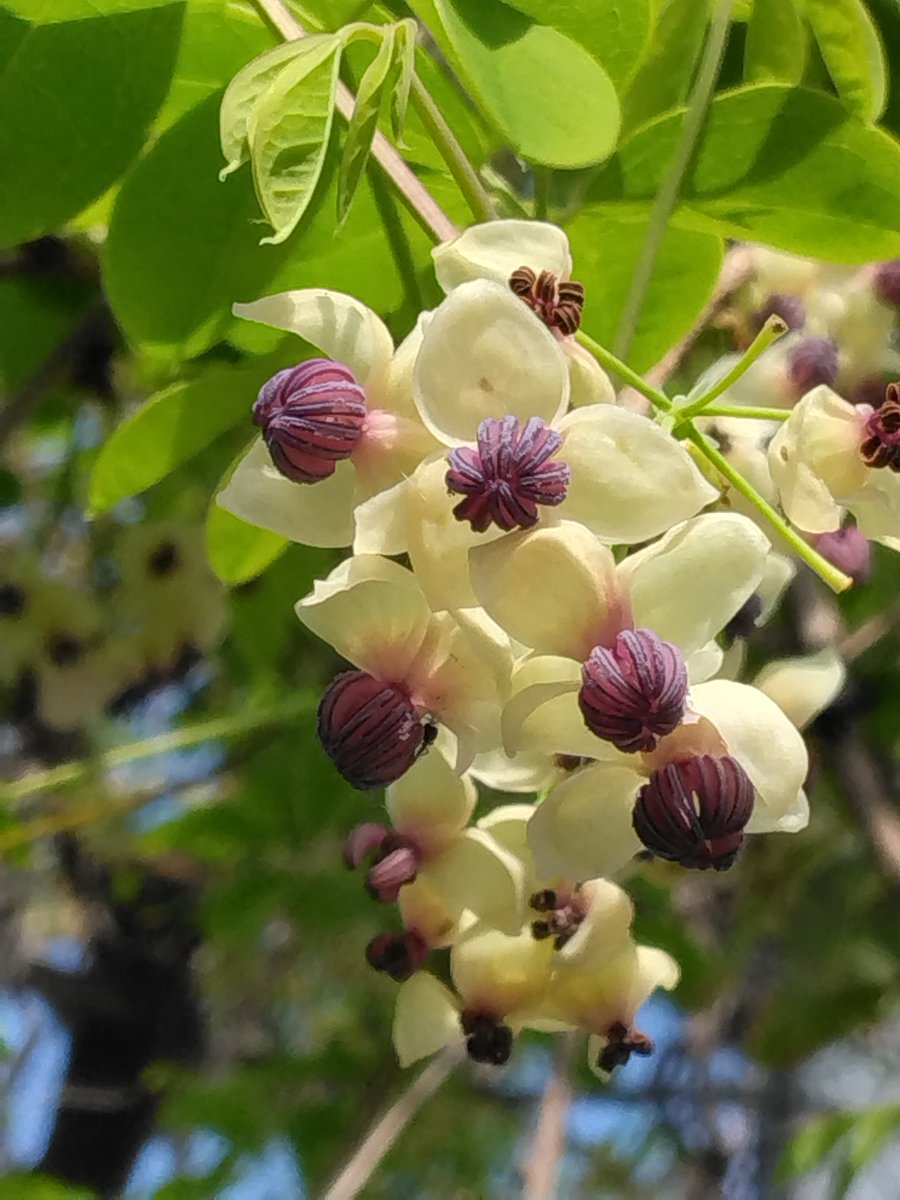 ふーにゃんばぁば tweet media