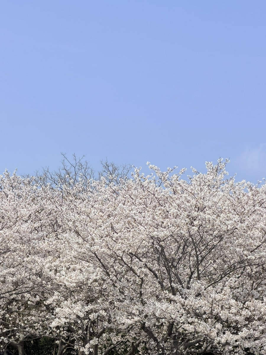 詩野いも tweet media