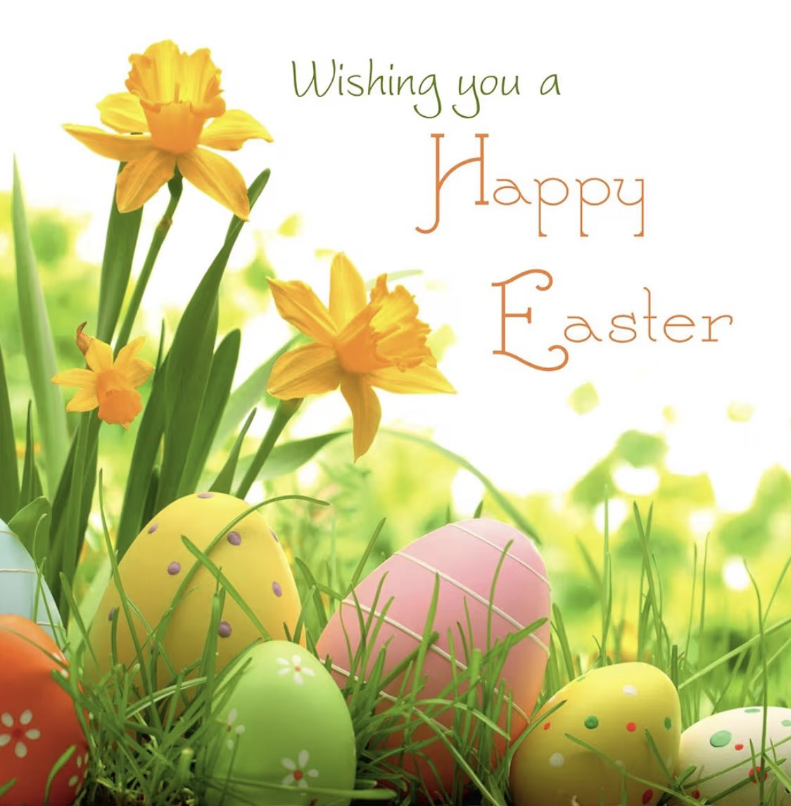 Sheba Sogol tweet media