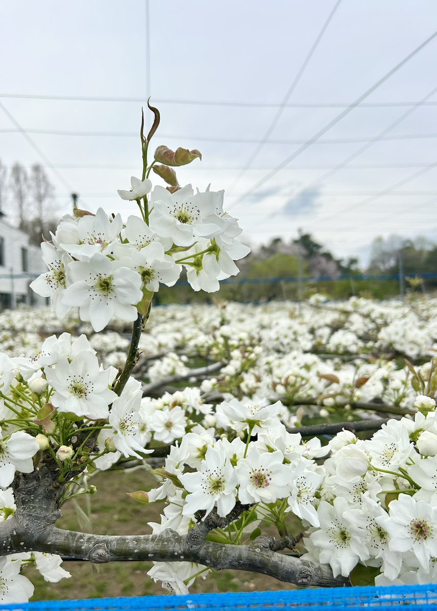 うさぎのピーちゃん tweet media