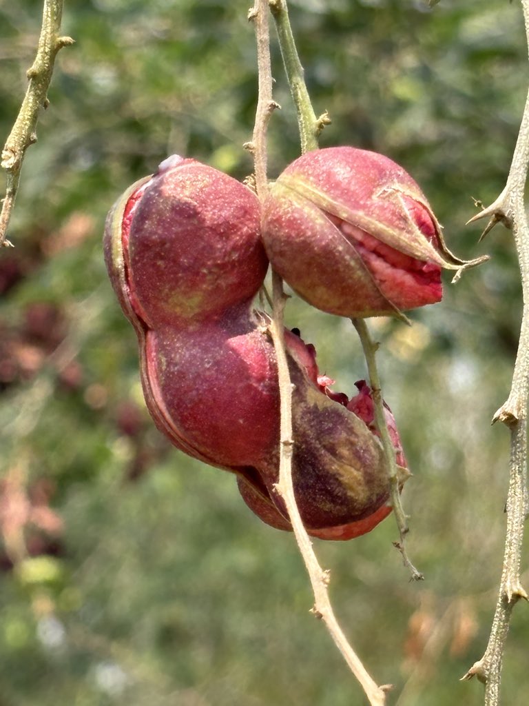 Mohan Pargaien IFS🇮🇳 tweet media