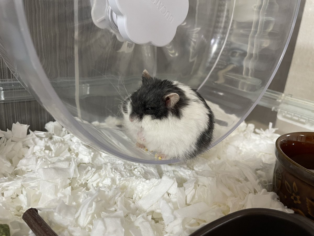 えも@16匹のはむちゃんず🐹 tweet media