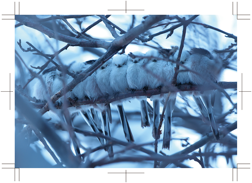 ぼく、シマエナガ。 tweet media