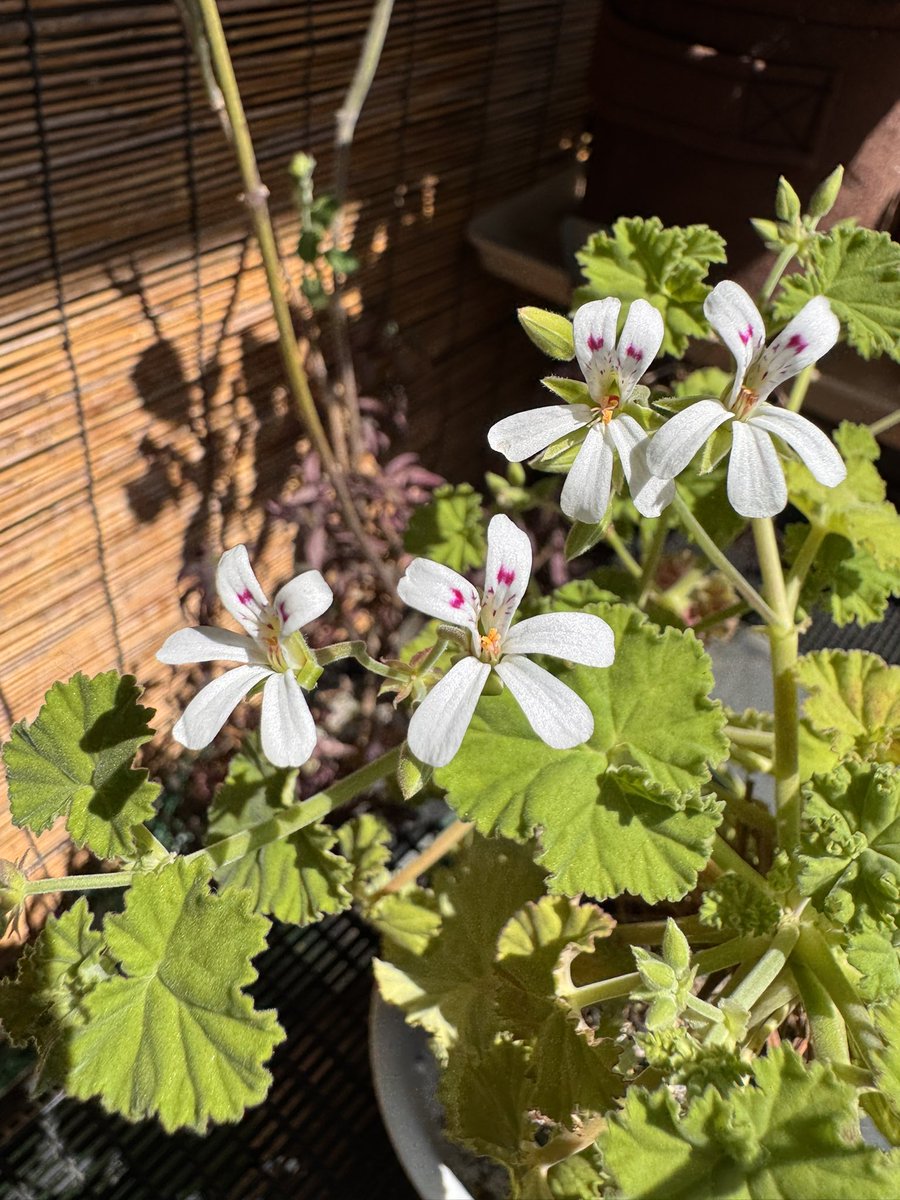 才口オトウフ tweet media