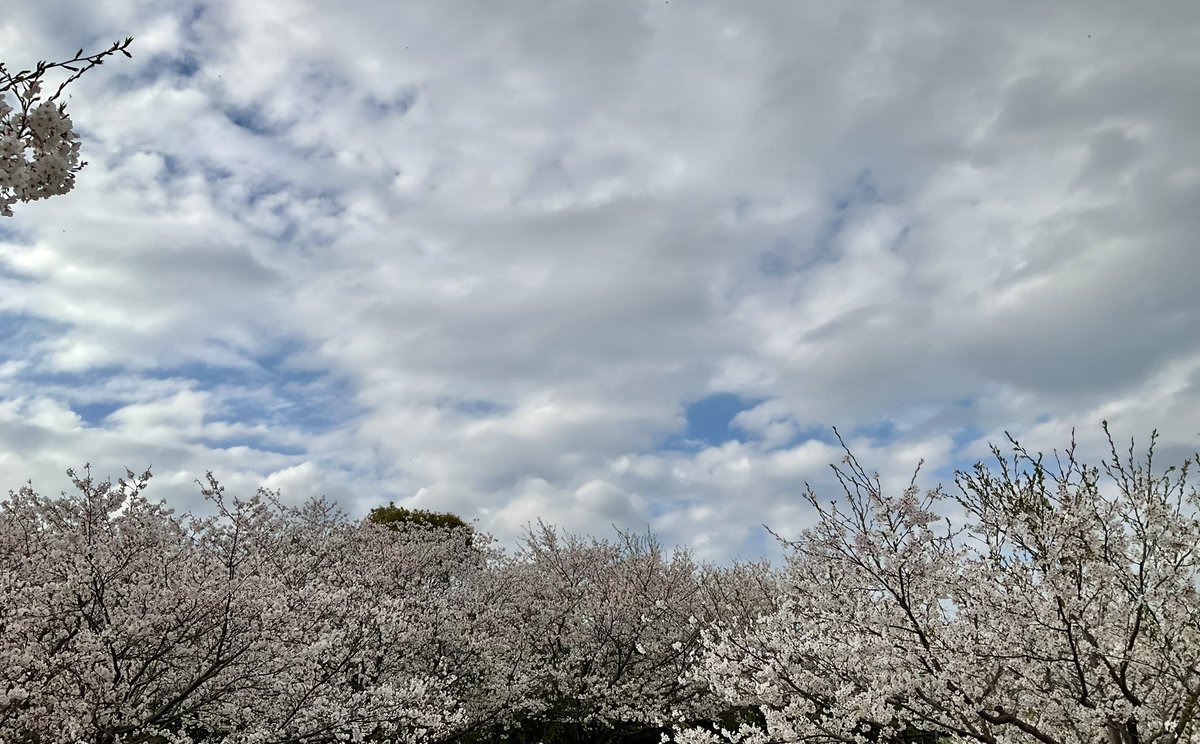 はっしゃん@株Biz tweet media