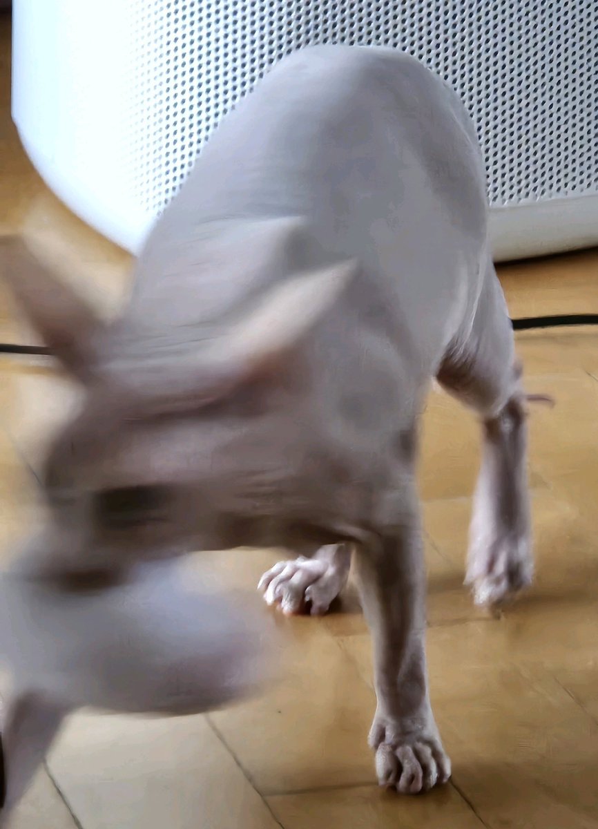 ほほᰔᩚ tweet media