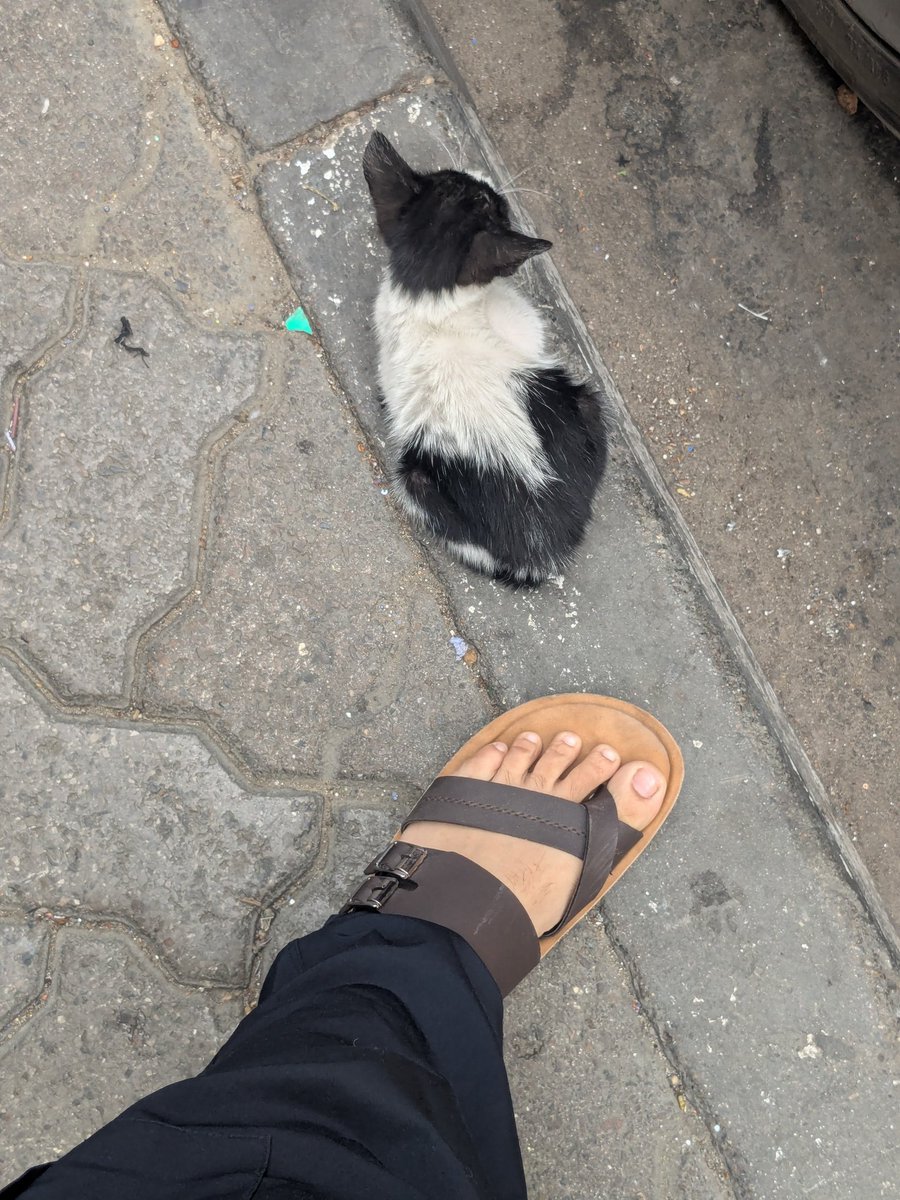 Captain Quack Sparrow tweet media