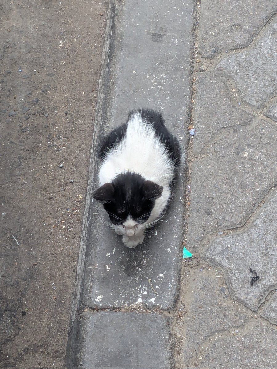 Captain Quack Sparrow tweet media