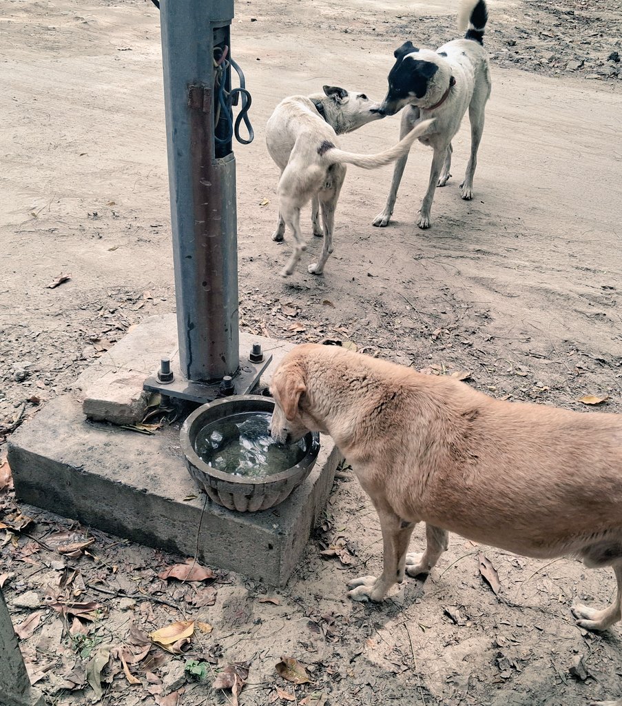 Pallavi U Dar tweet media