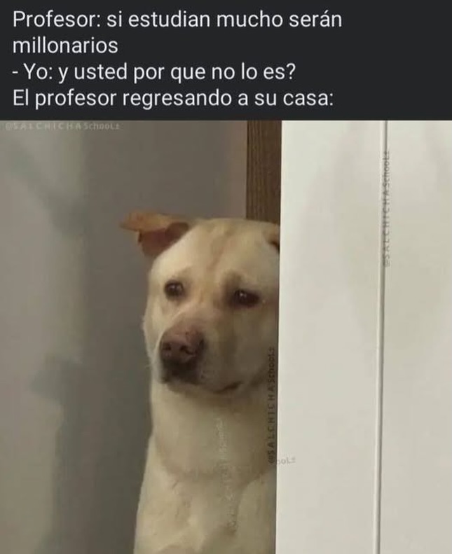 ANIMALITOS SANADORES tweet media