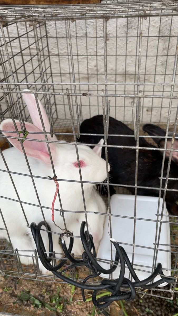 PELLER oni Laptop 💻 tweet media