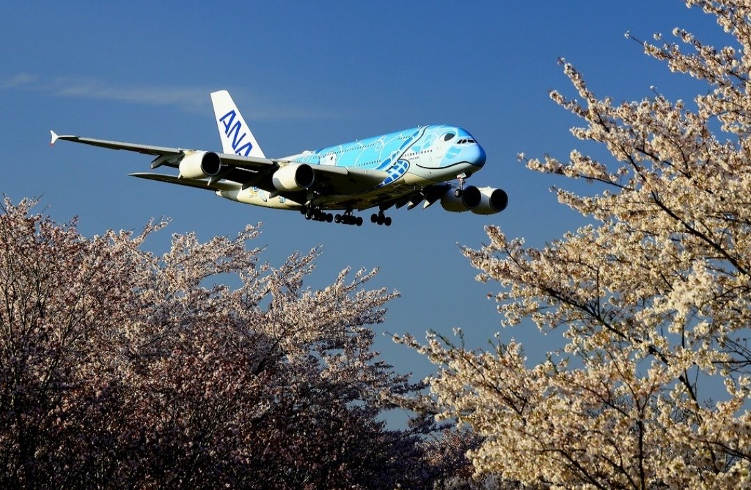 Shimajiro tweet media