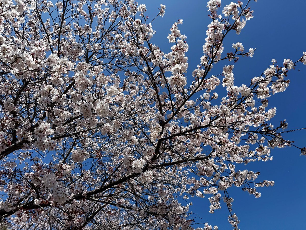 まーぶる tweet media